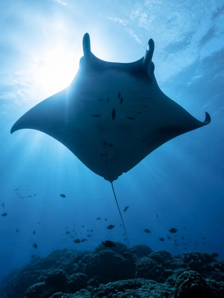 Manta Ray