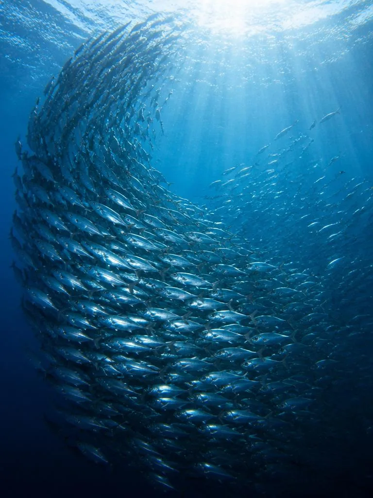School of Akule