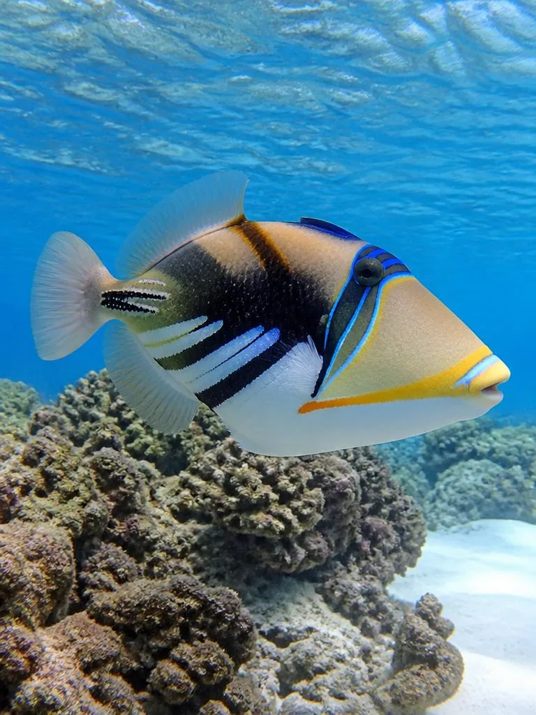 Humuhumunukunukuāpuaʻa