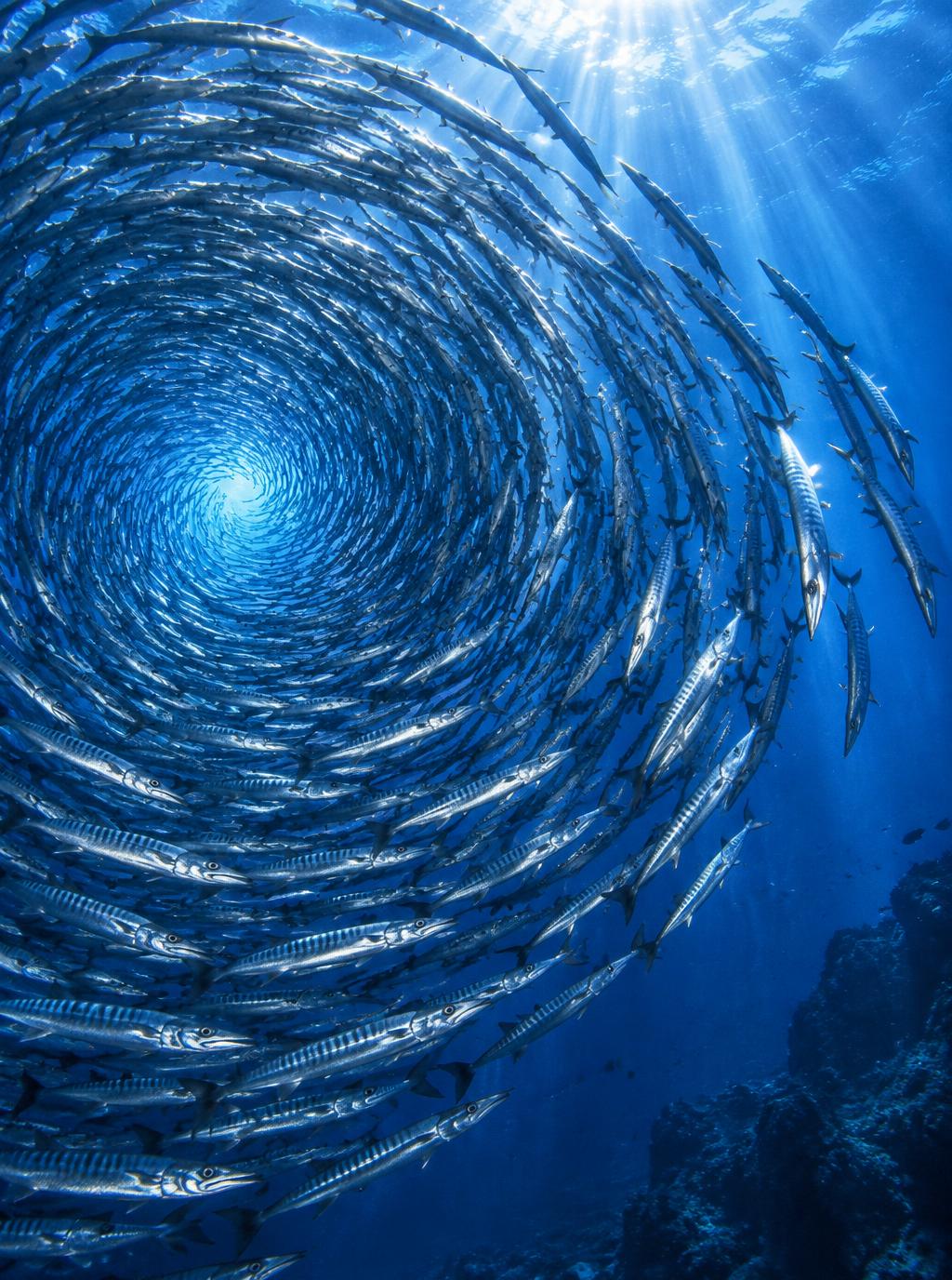 Silver Spiral