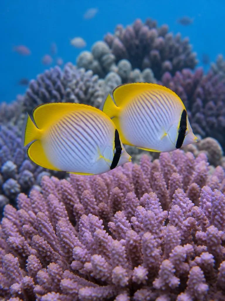 Raccoon Butterflyfish