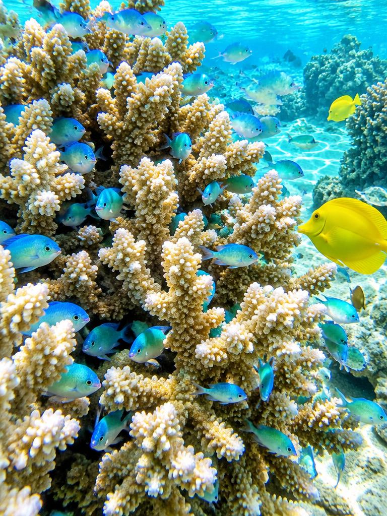 The Coral Nursery