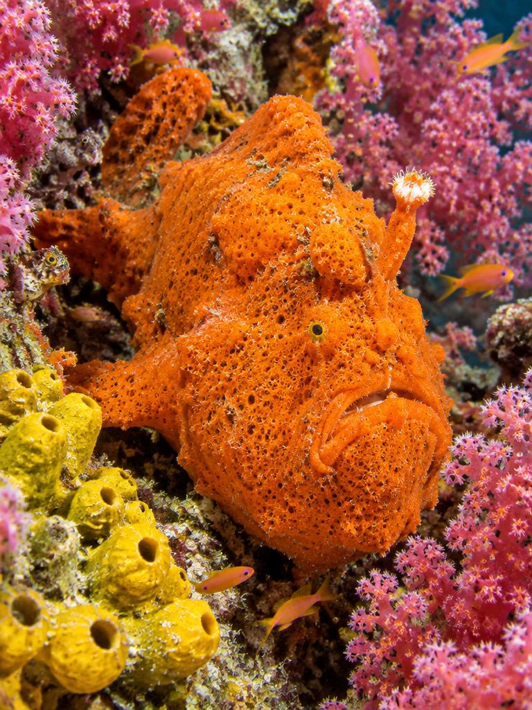 The Sponge That Blinked