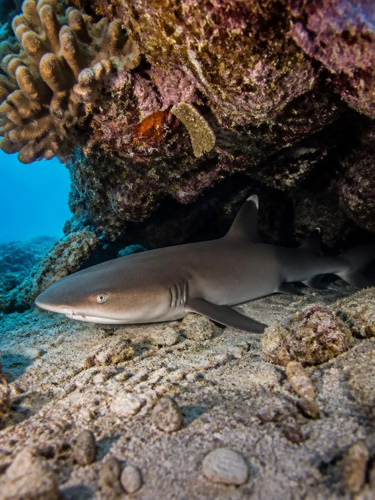 Whitetip Reef Shark