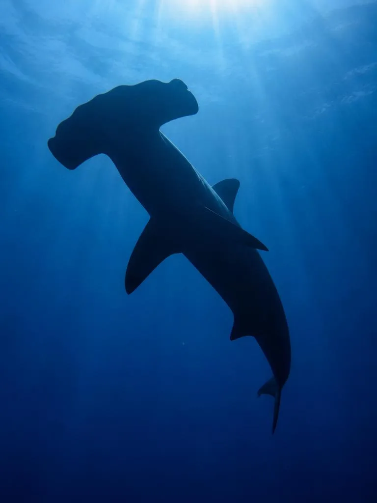 Hammerhead Shark