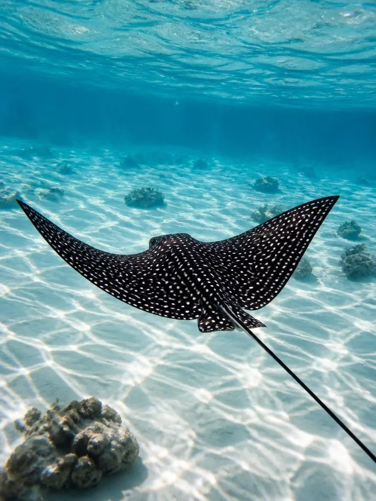 Spotted Eagle Ray