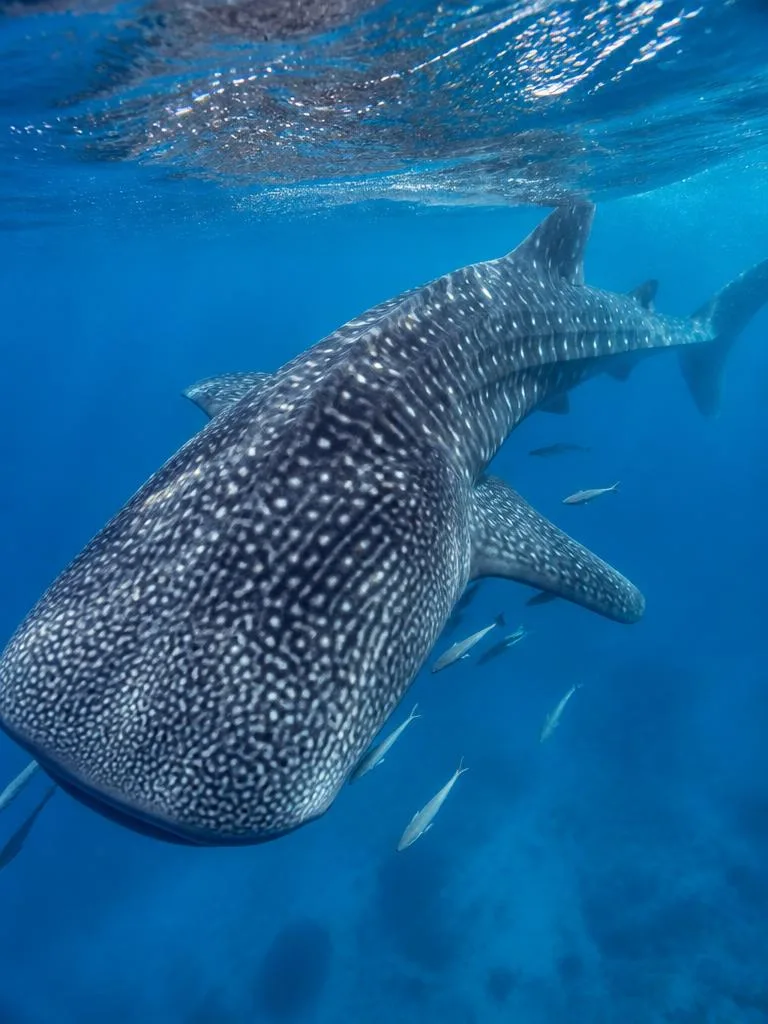 Whale Shark