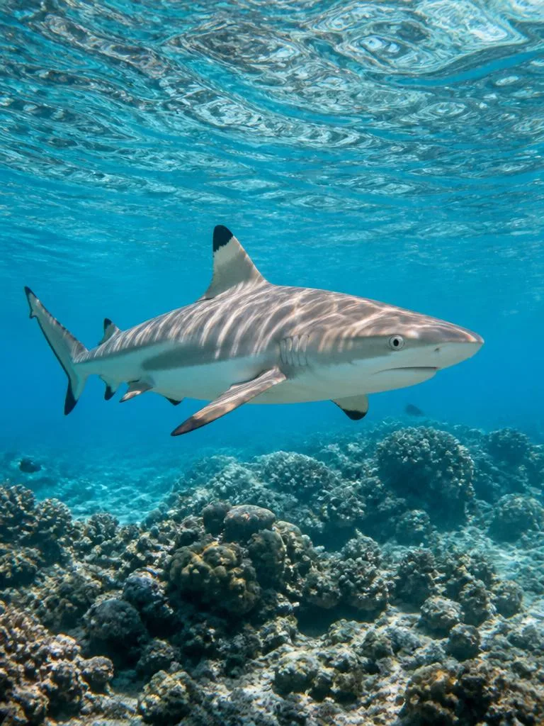 Blacktip Reef Shark