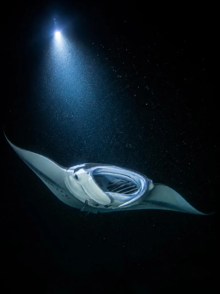 Manta at Night
