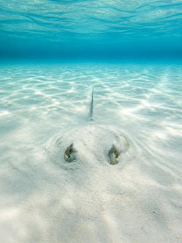 Stingray in the Sand
