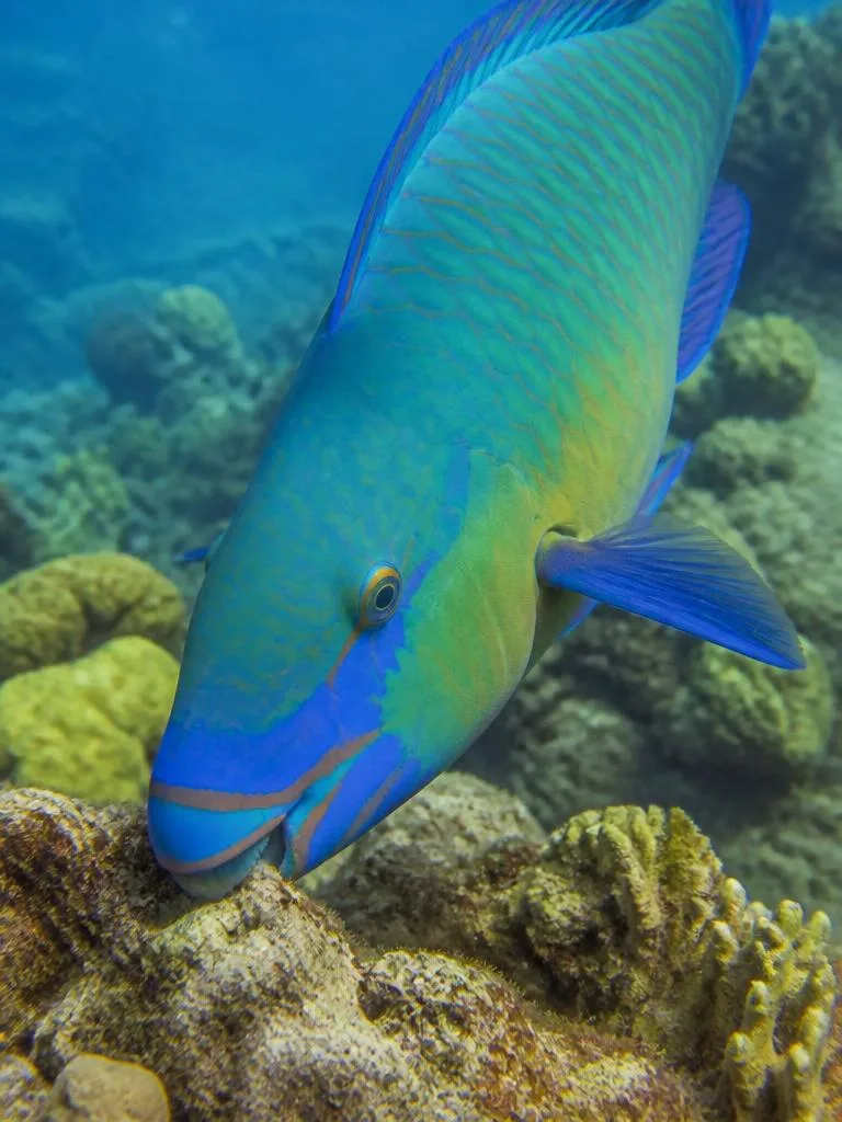 Parrotfish
