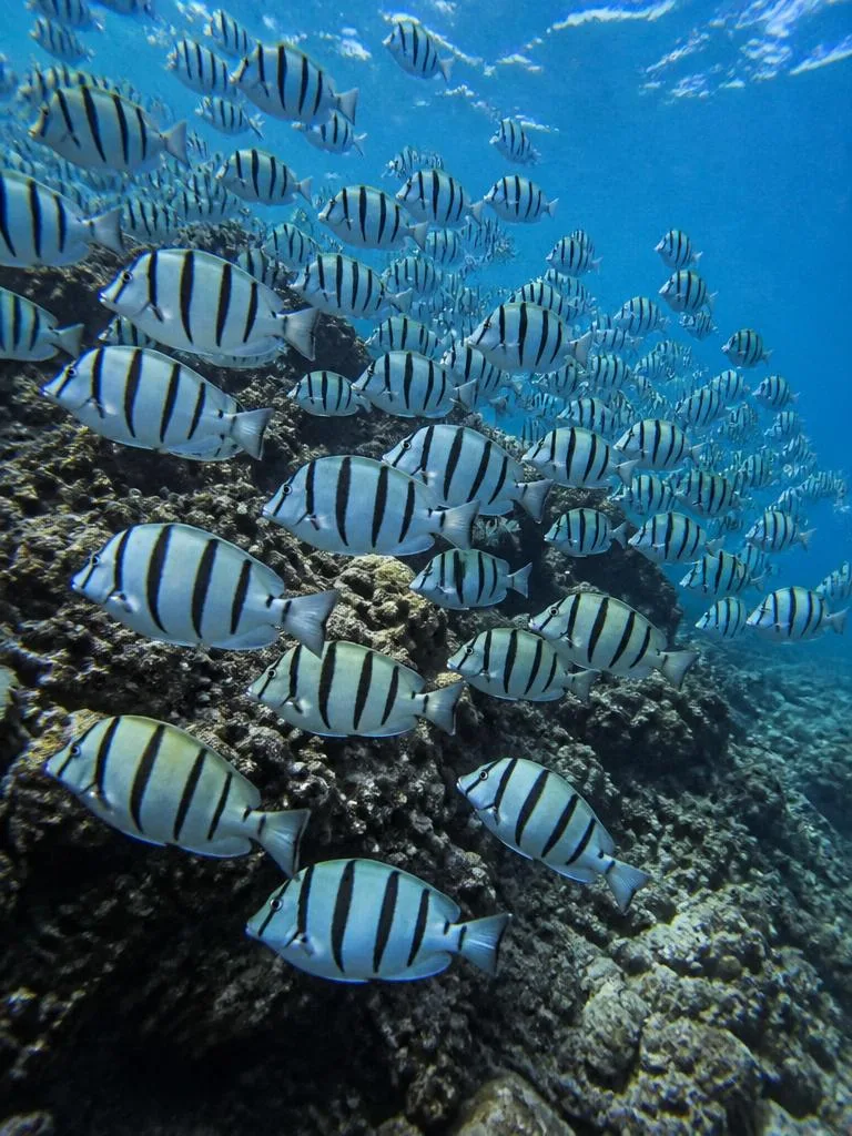 Convict Tang