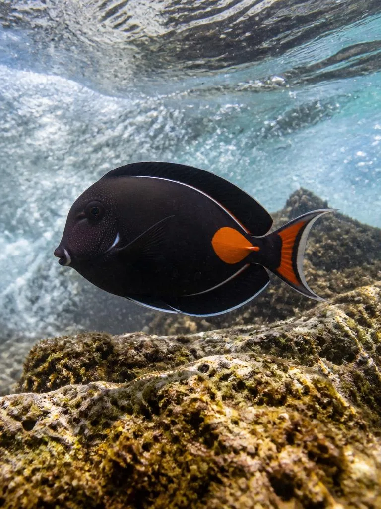 Achilles Tang