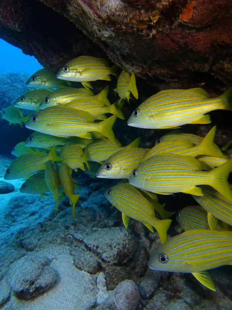 Bluestripe Snapper