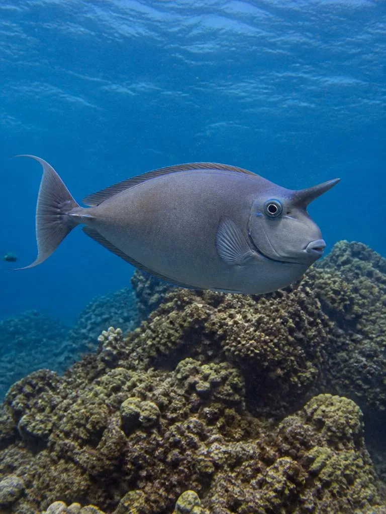 Unicornfish