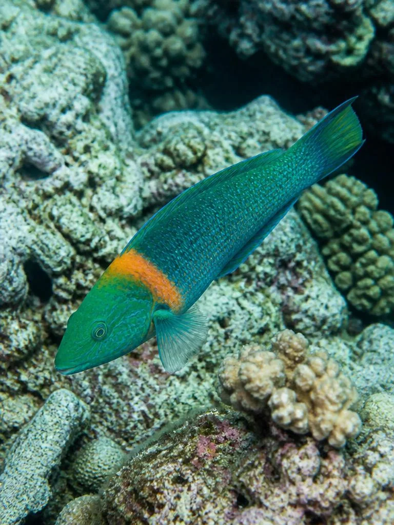 Saddle Wrasse