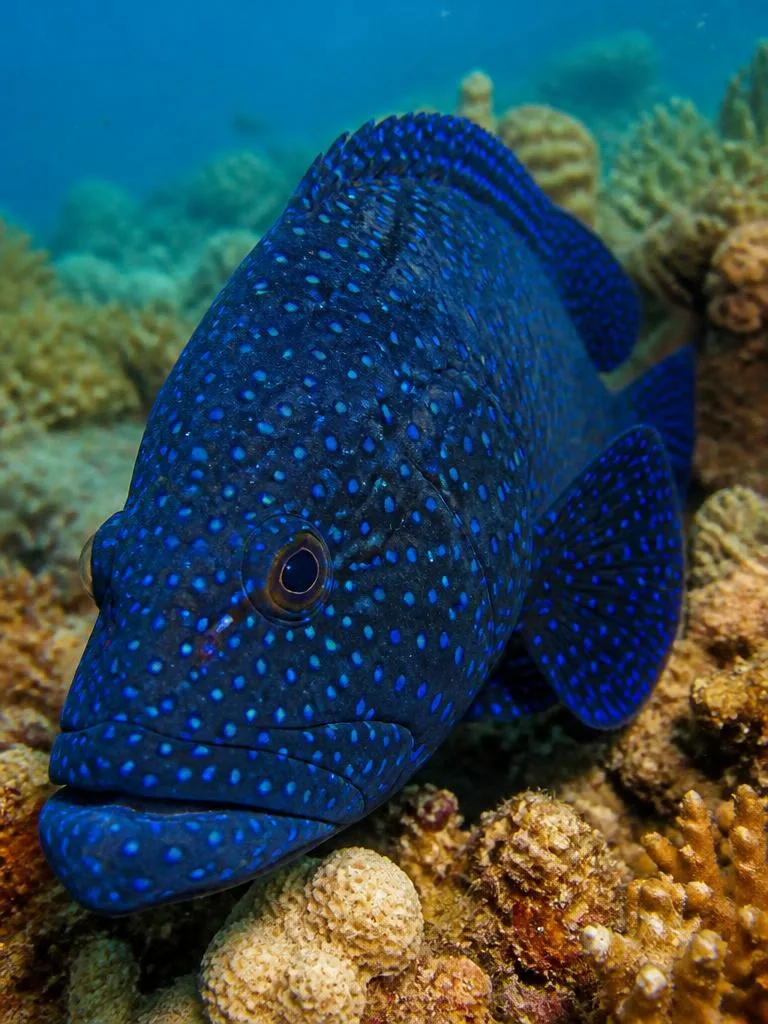 Peacock Grouper