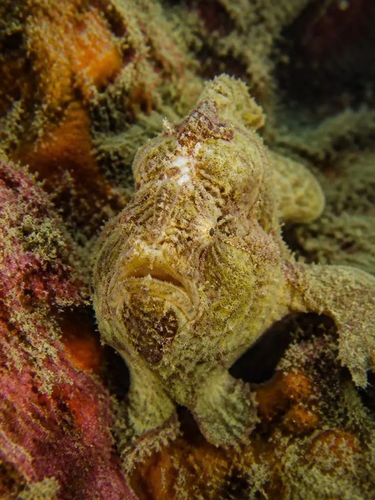 Frogfish