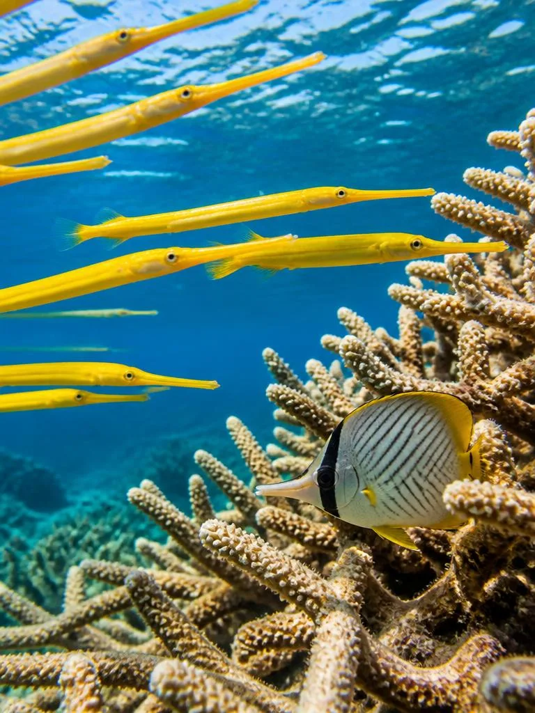 Trumpetfish