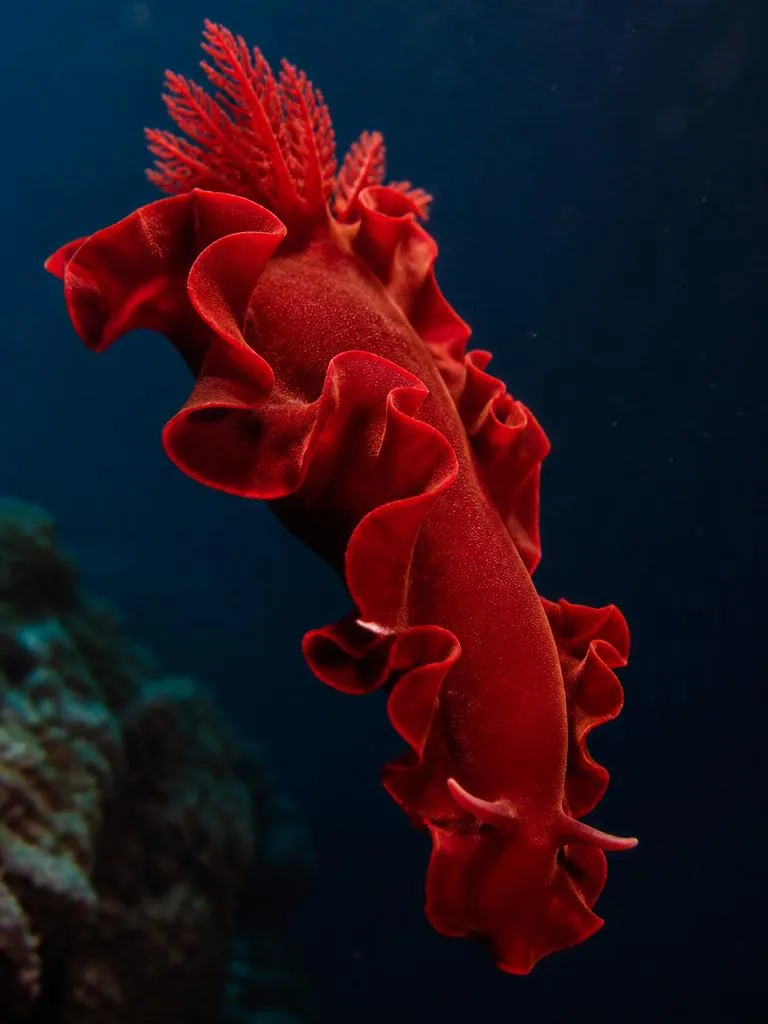 Spanish Dancer