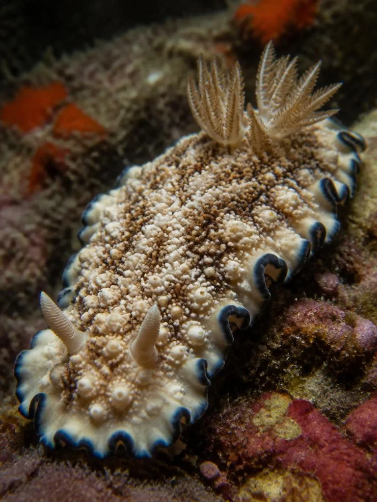 Varicose Wart Slug
