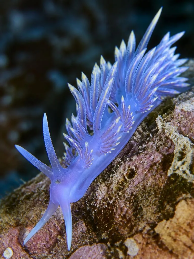 Blue Dragon