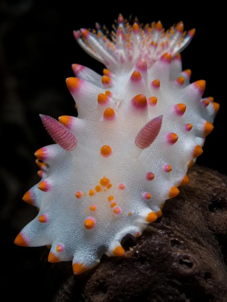 Imperial Nudibranch