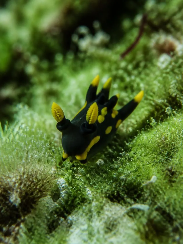 Pikachu Nudibranch