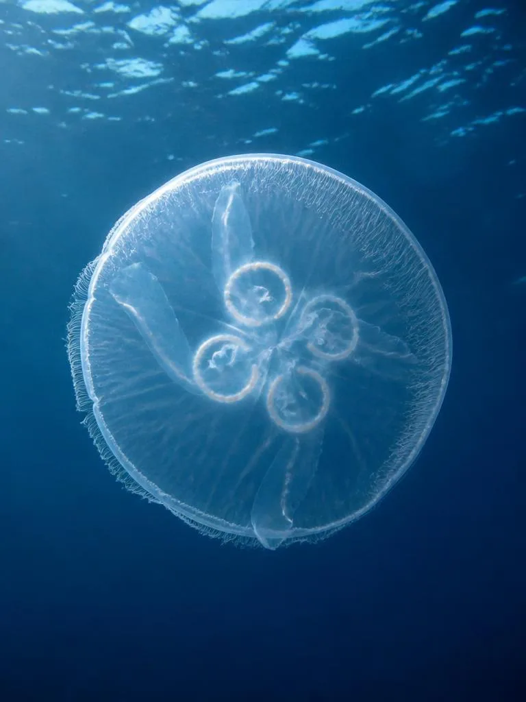 Moon Jellyfish