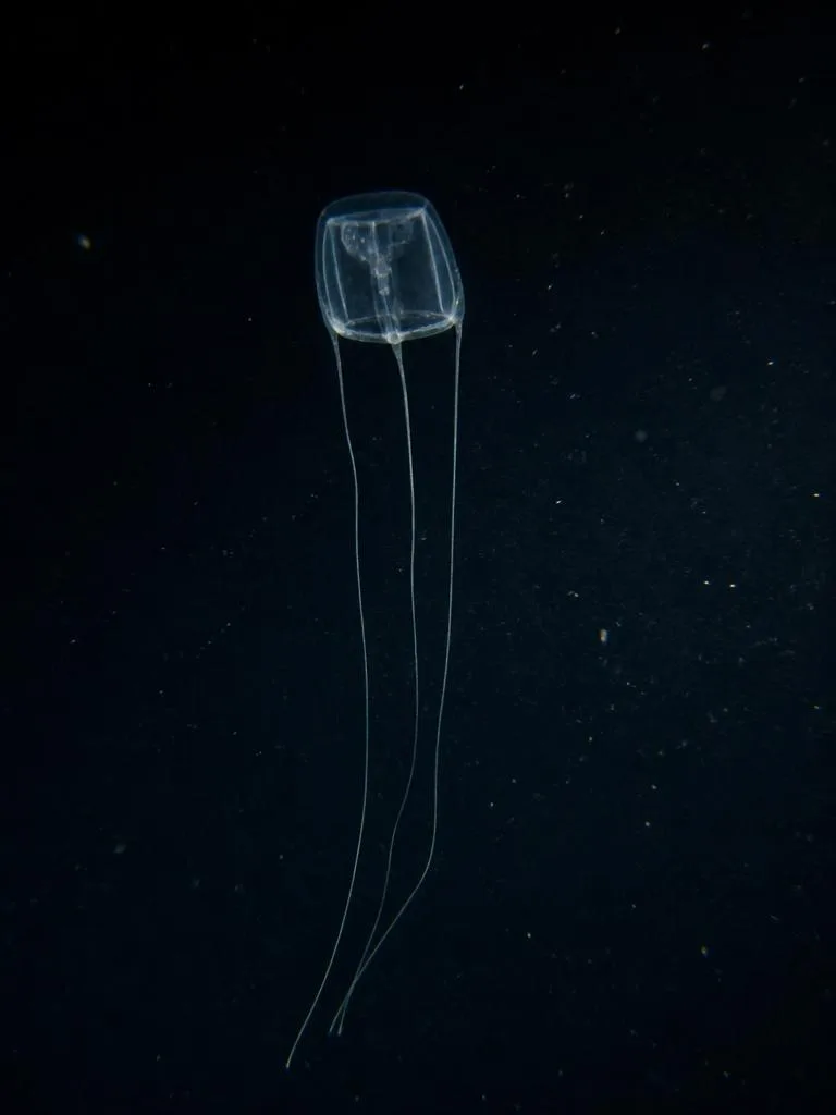 Box Jellyfish