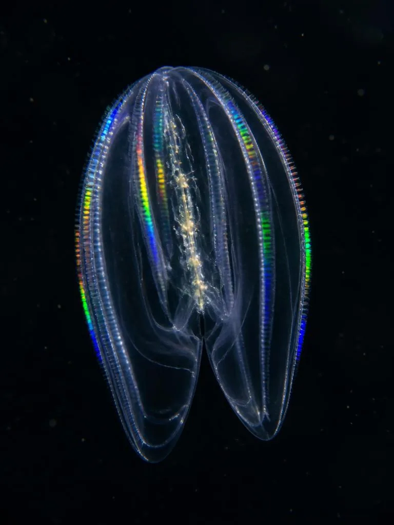 Comb Jelly