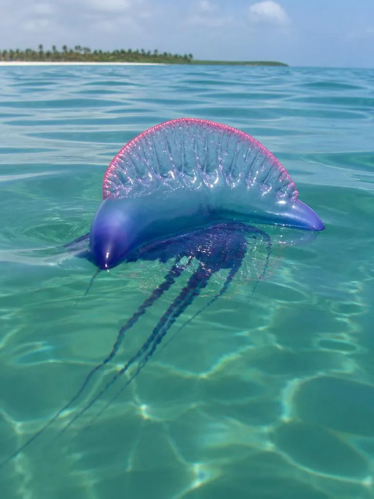 Portuguese Man o' War