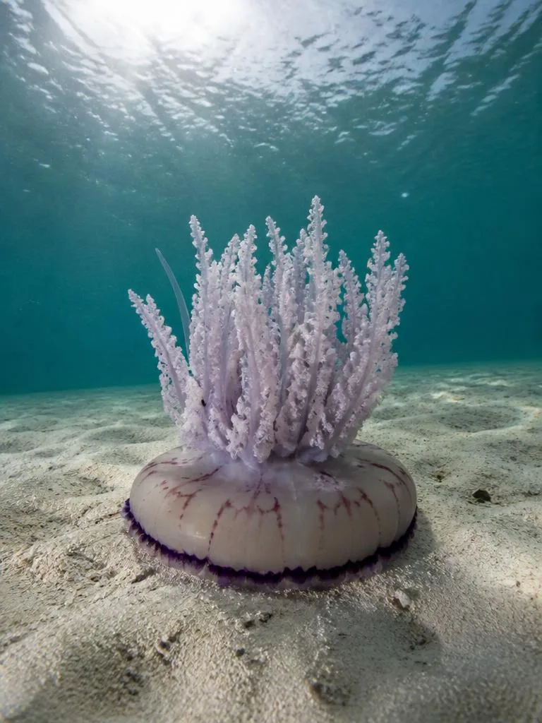 Upside-Down Jellyfish