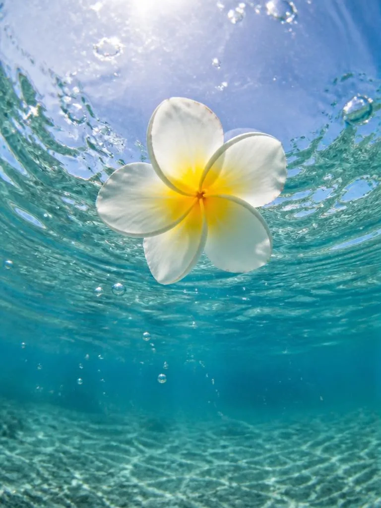Plumeria Adrift