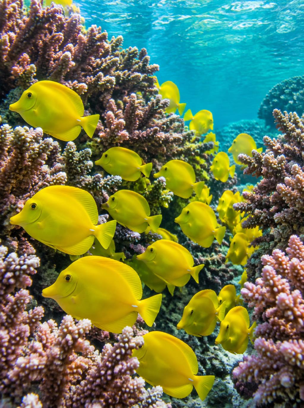 Yellow Tang Parade