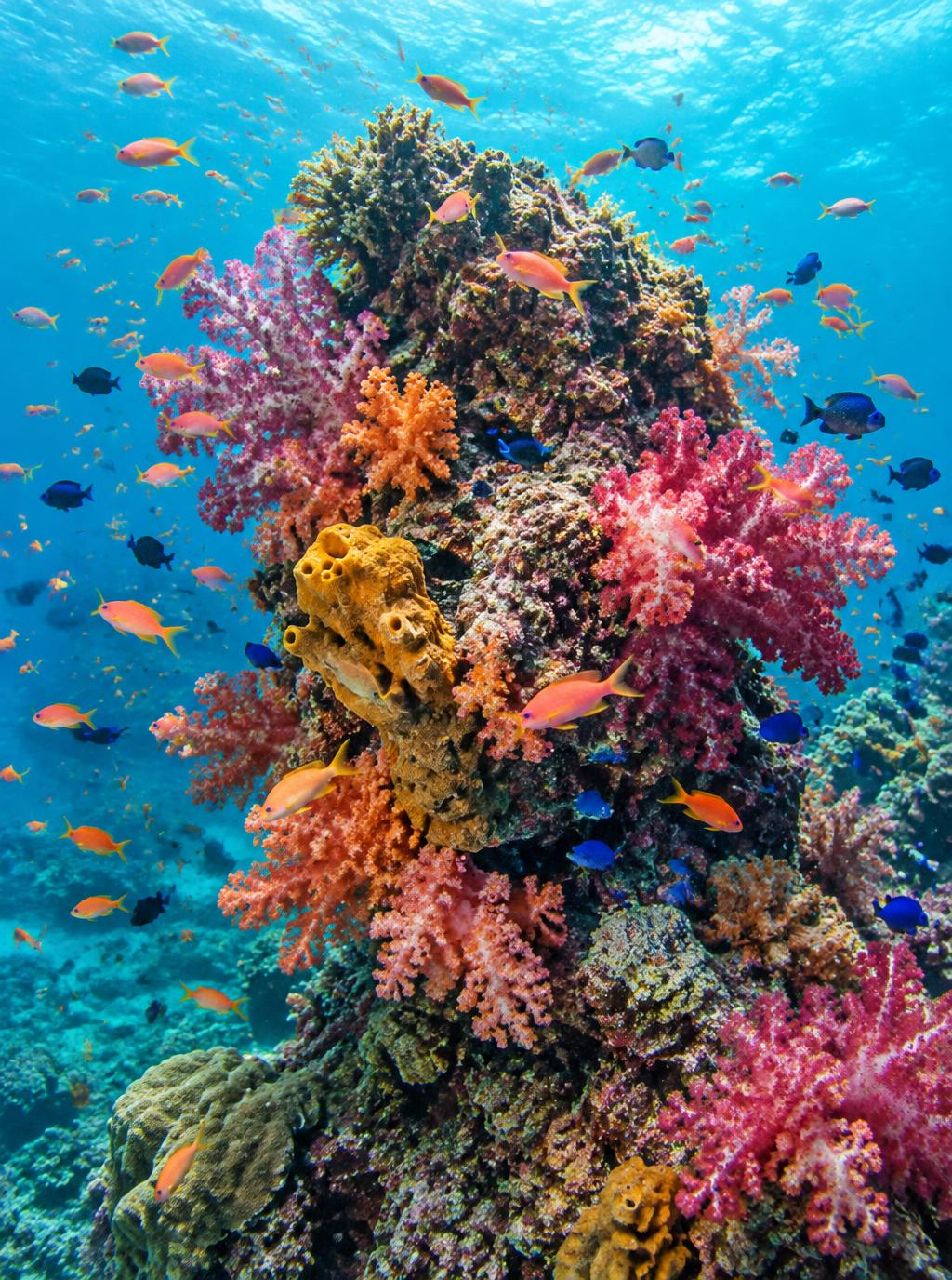 Confetti Reef