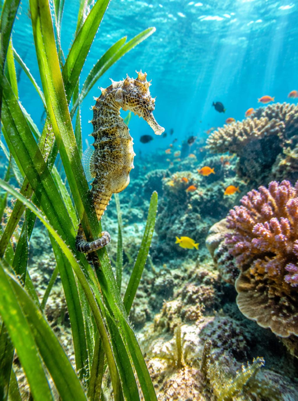 Seahorse in the Grass