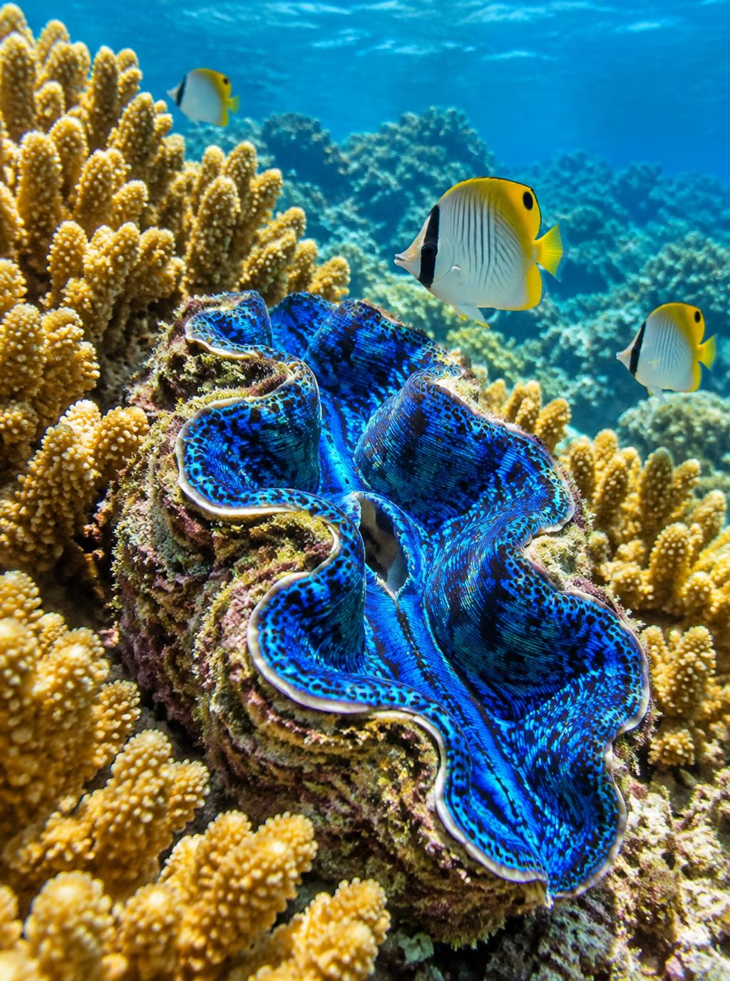 Electric Clam