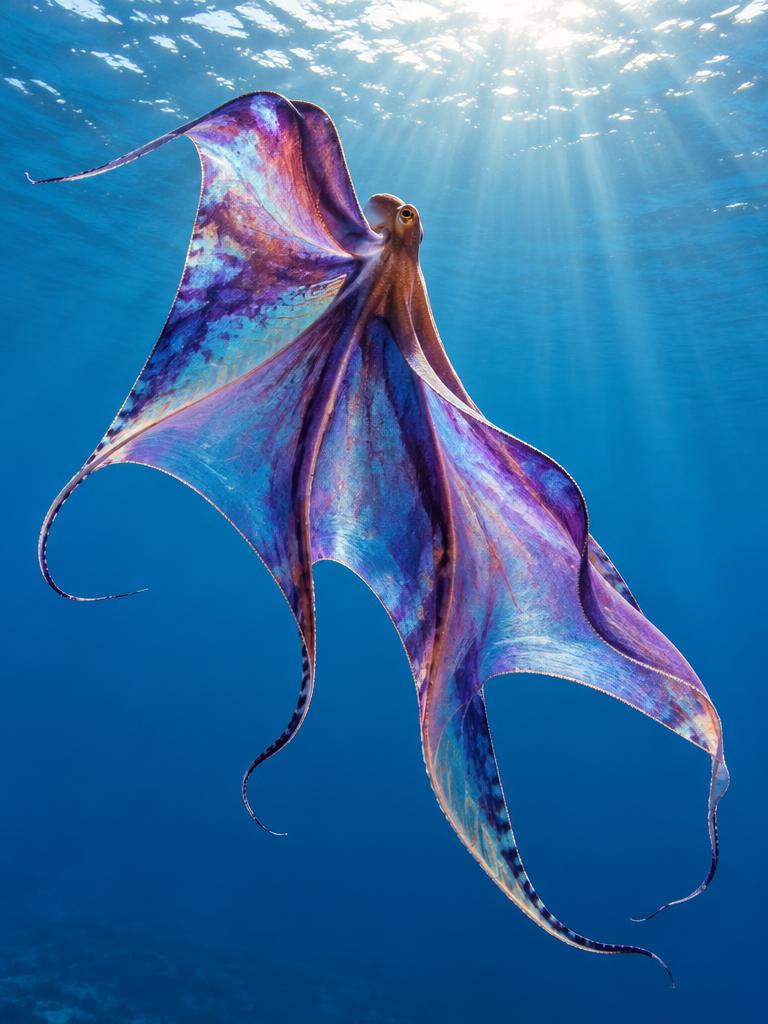 Silk in the Open Blue