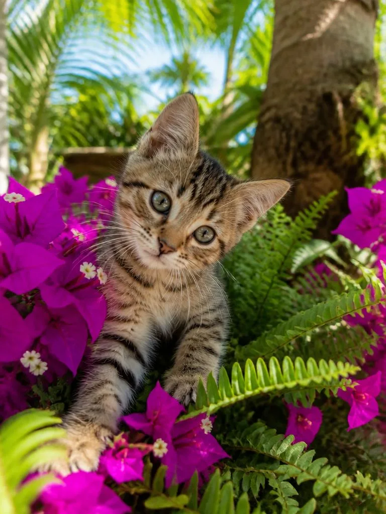 Bougainvillea