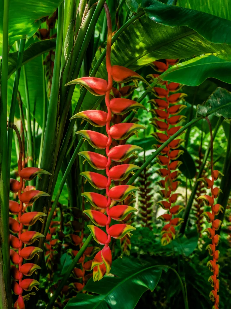 Heliconia Kaulani