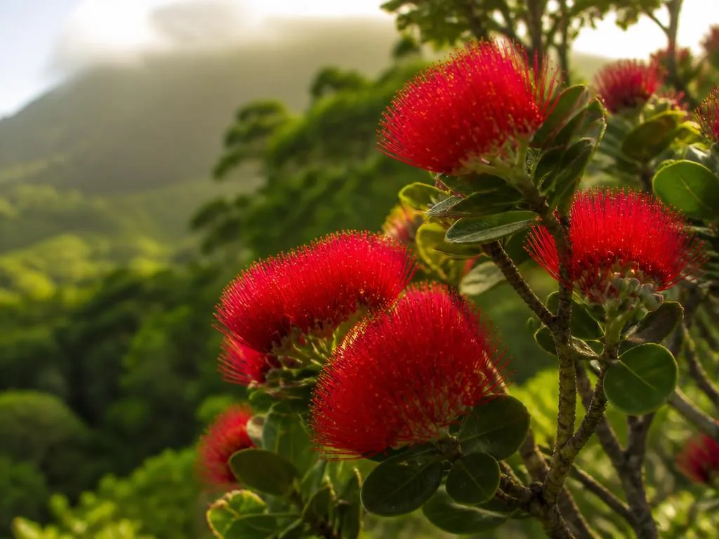 Ōhia Lehua
