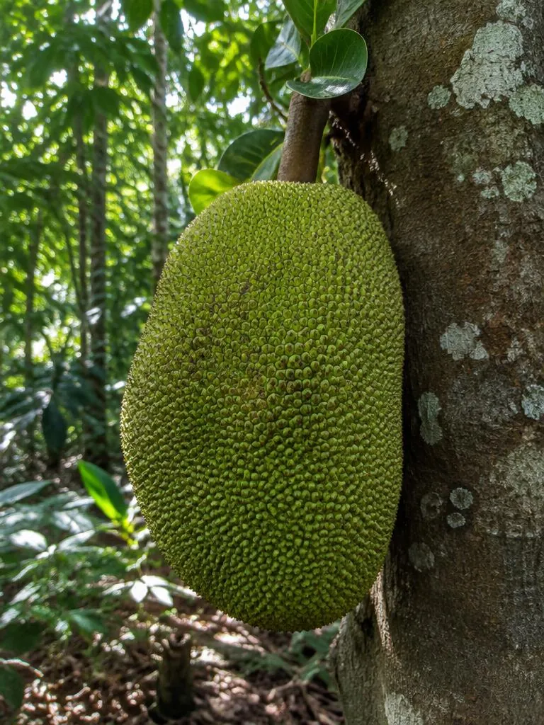Jackfruit