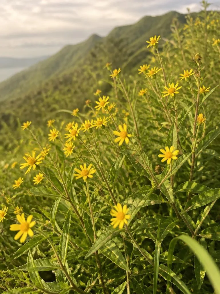 Ko'oko'olau