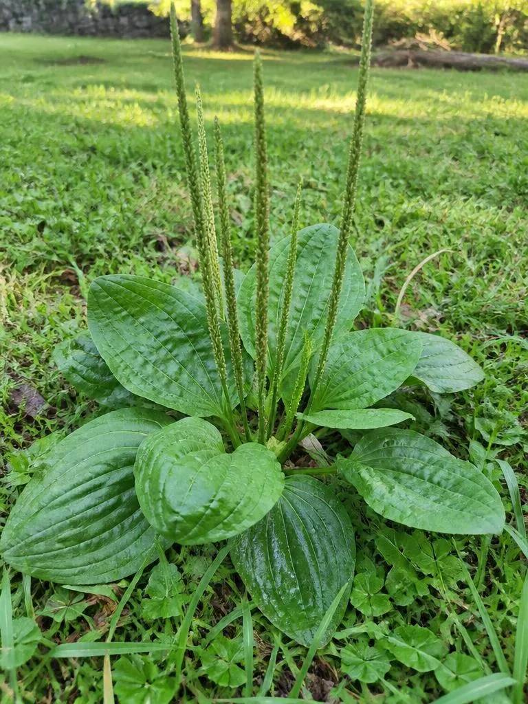 Laukahi