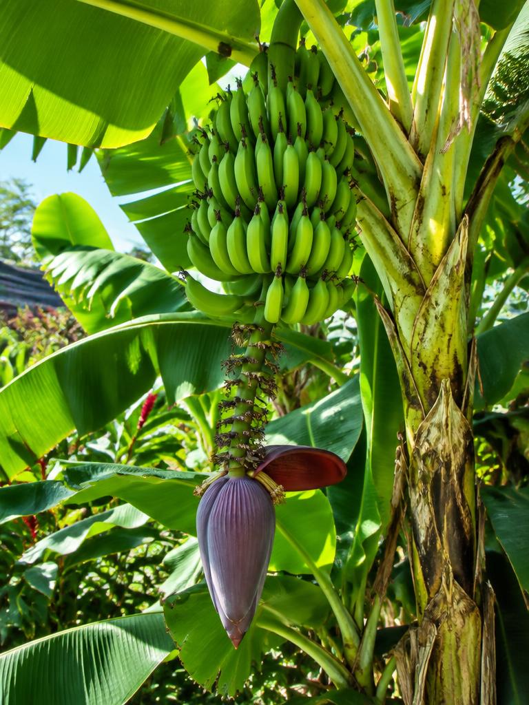 Maiʻa