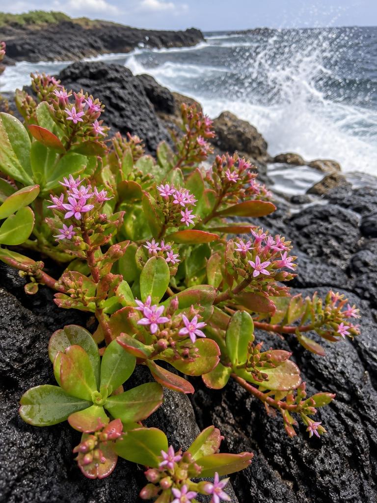 ʻĀkulikuli