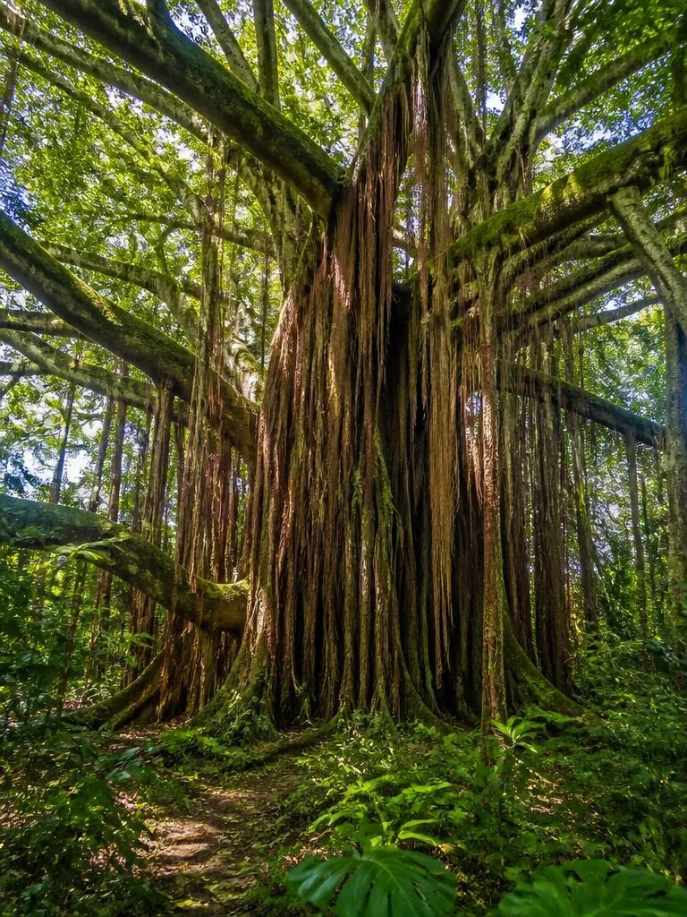 Hale Paʻa Lāʻau