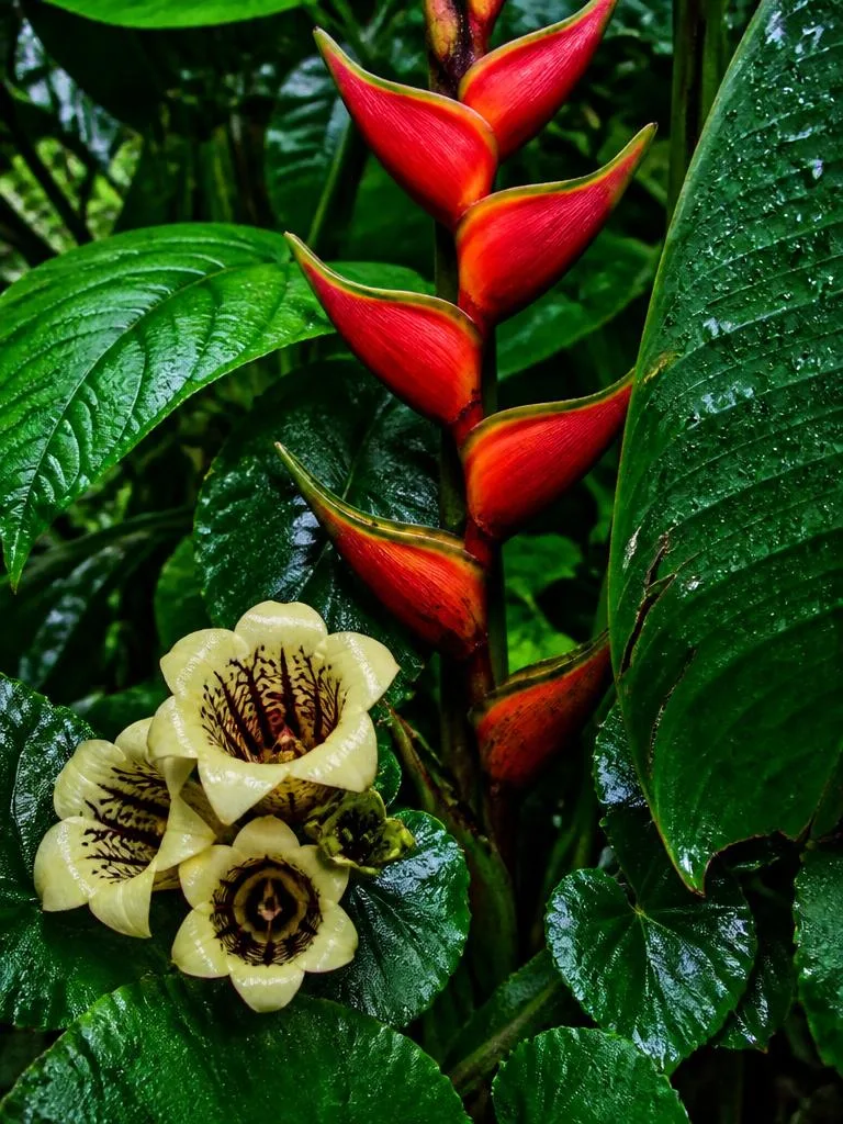 ʻAwapuhi a me Heliconia