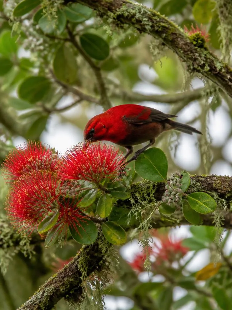 ʻApapane i ka ʻŌhiʻa